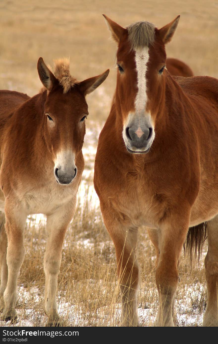 Mules grazing in pasture after light snow in Idaho. Mules grazing in pasture after light snow in Idaho