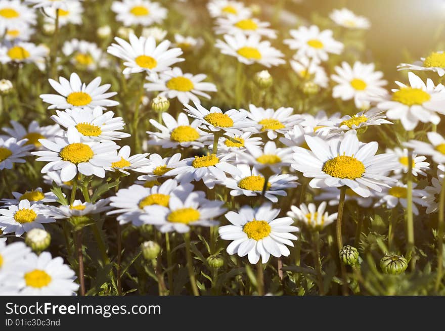 Camomile field under the sunlight, selective focus