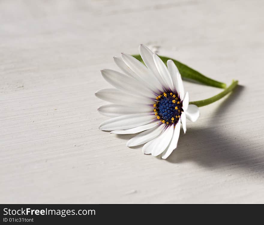 Beautiful daisy on the rustic table