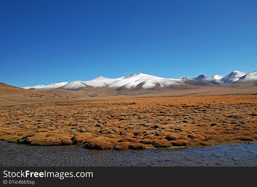 Autumn Wetland & Snow Mountians over Blue Sky