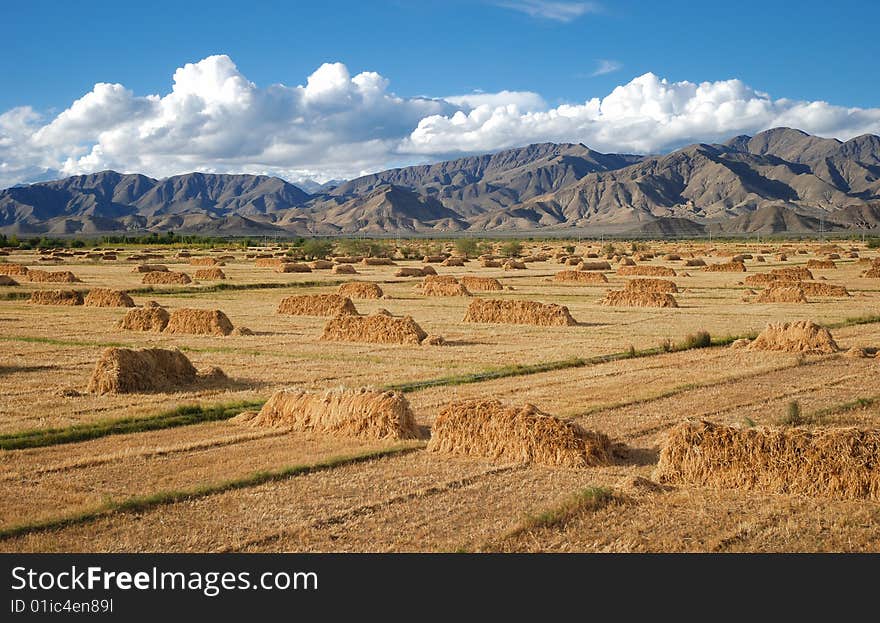 Field of Haystacks