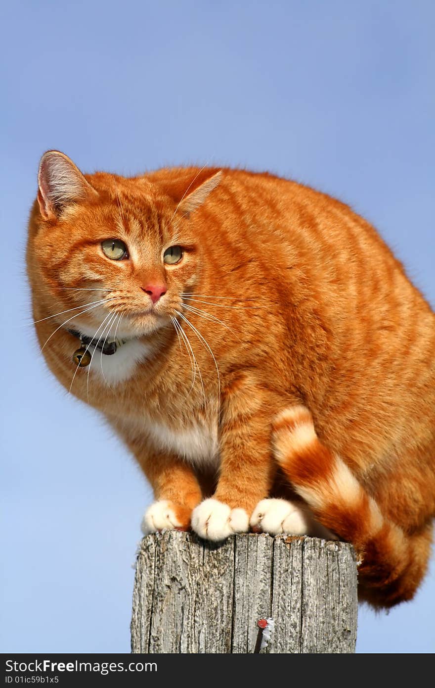 Yellow tabby cat looking with caution from a tall fencepost. Yellow tabby cat looking with caution from a tall fencepost