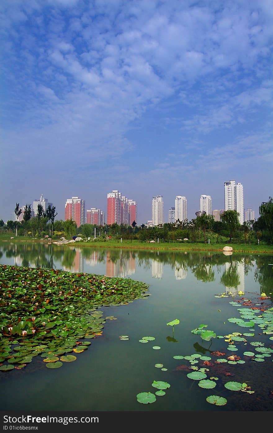 a Beautifuland tranqil picture of the Urban landscape, with lotus in the river. it's a perfect conbinition of the modern view and the nature.