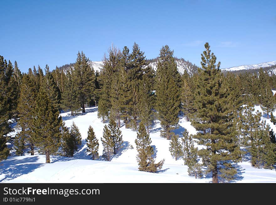 The view from a trail on Mammoth Mountain, CA