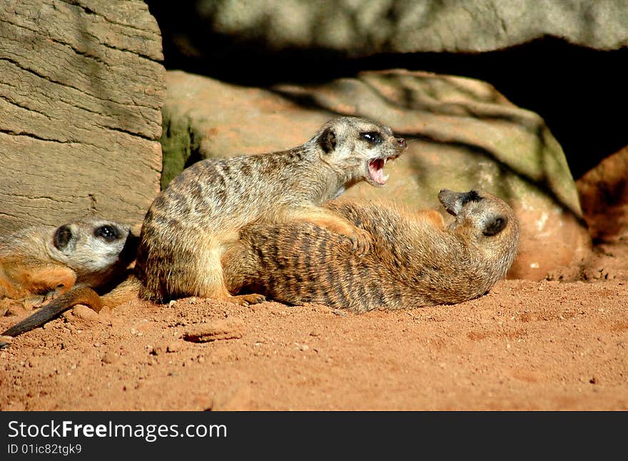 Meercats getting vicious with each other. Meercats getting vicious with each other