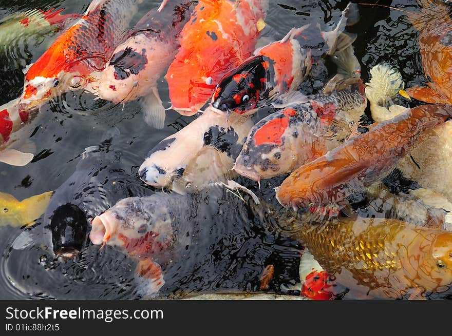 A school of koi at a Japanese garden