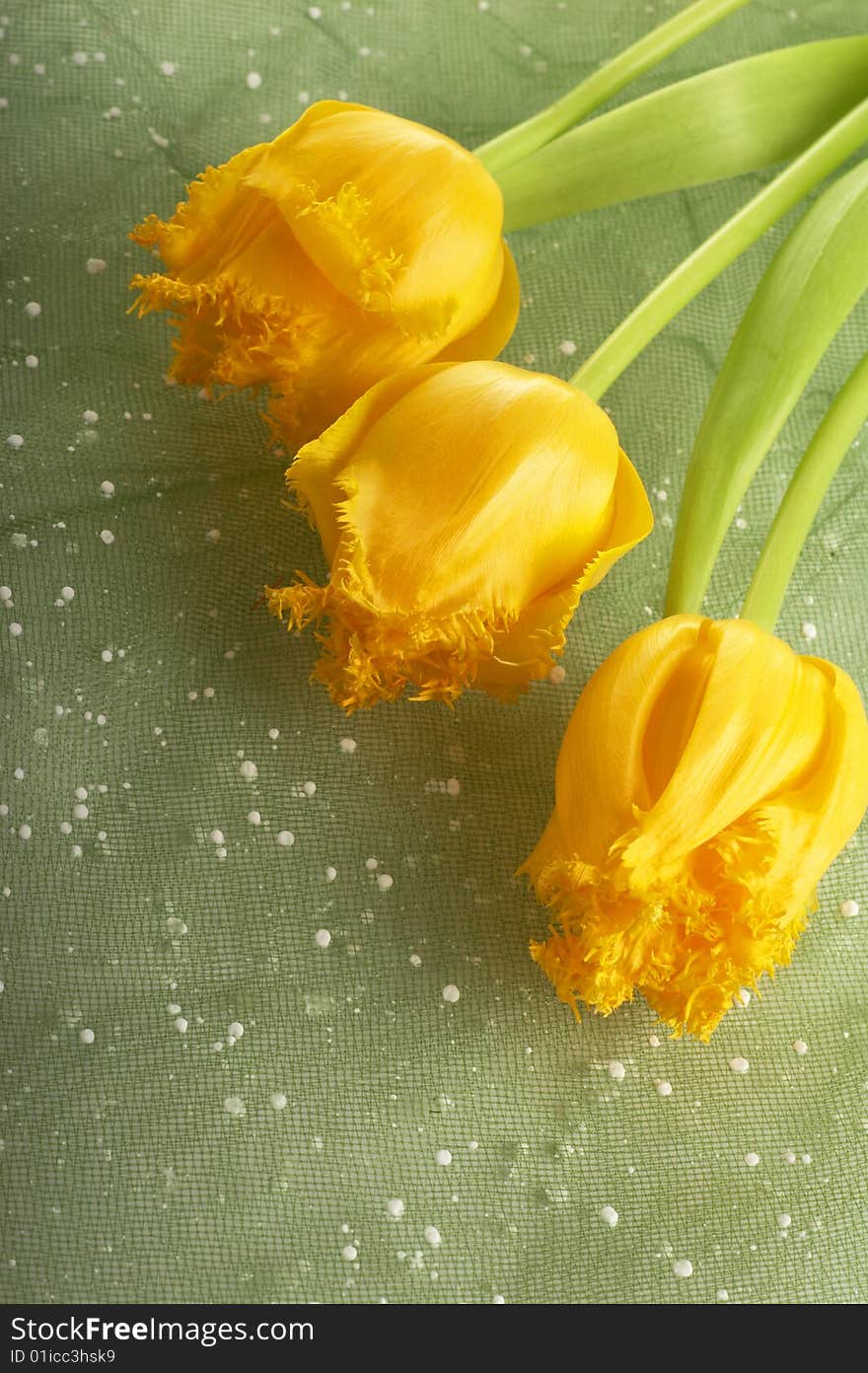 Yellow tulips against light green background