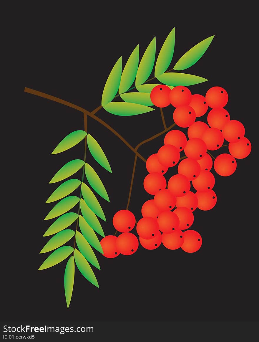 Rowan Berries On A Black Background