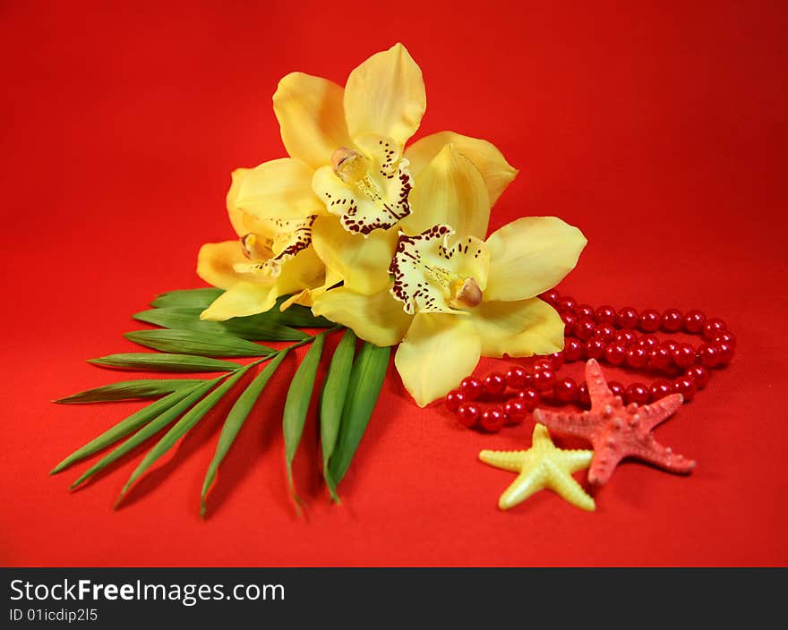 Three orchids, beads and starfishes are isolated on a red background