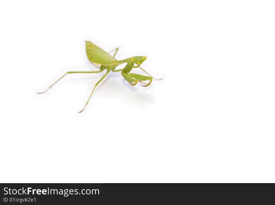 Bright green Giant African Mantis isolated on white background. Bright green Giant African Mantis isolated on white background