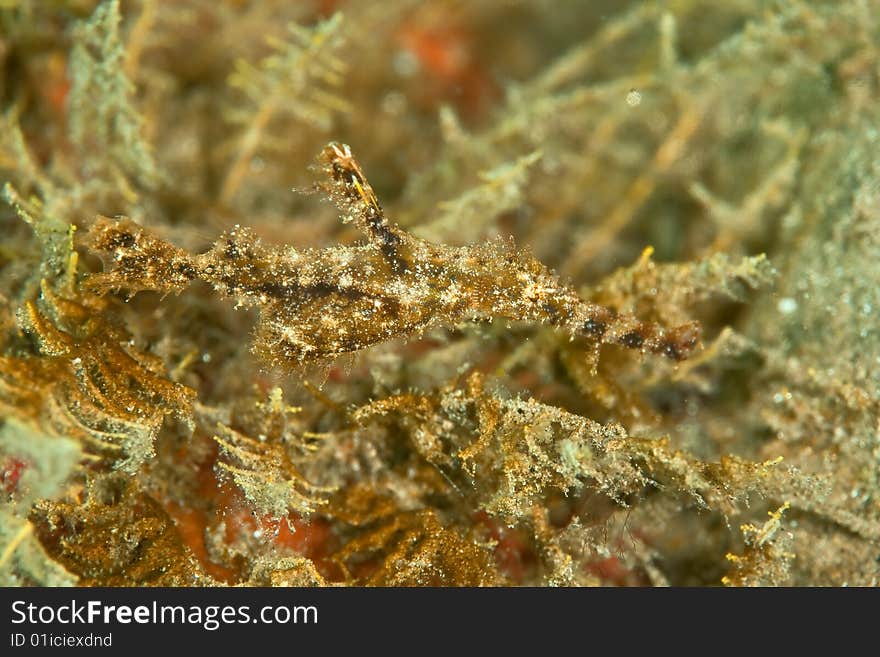 Fozzy ghost pipefish