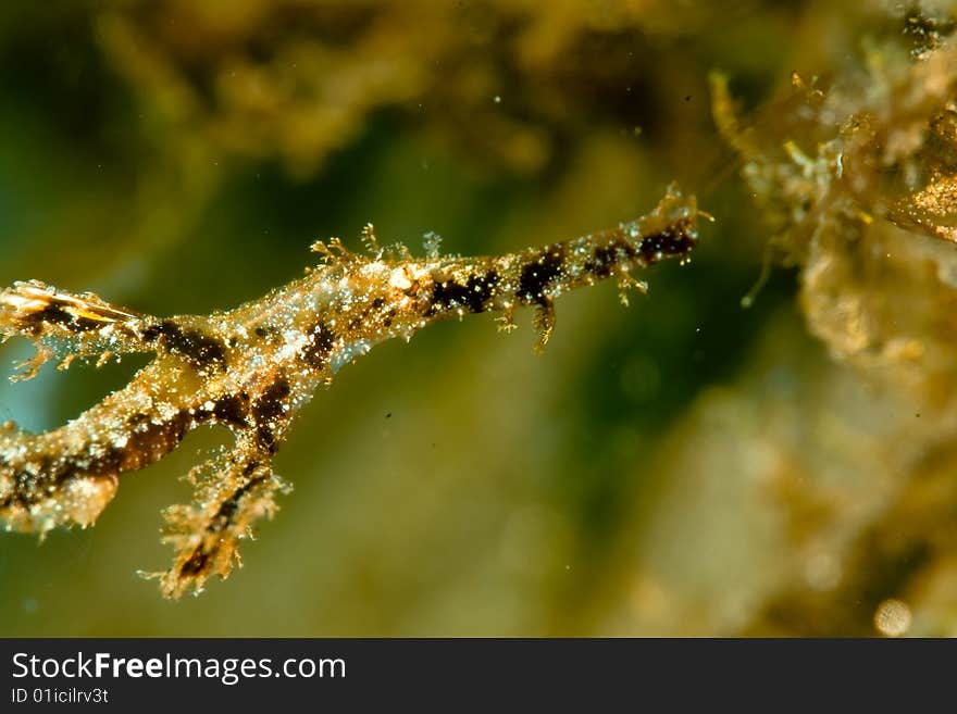 Fozzy ghost pipefish