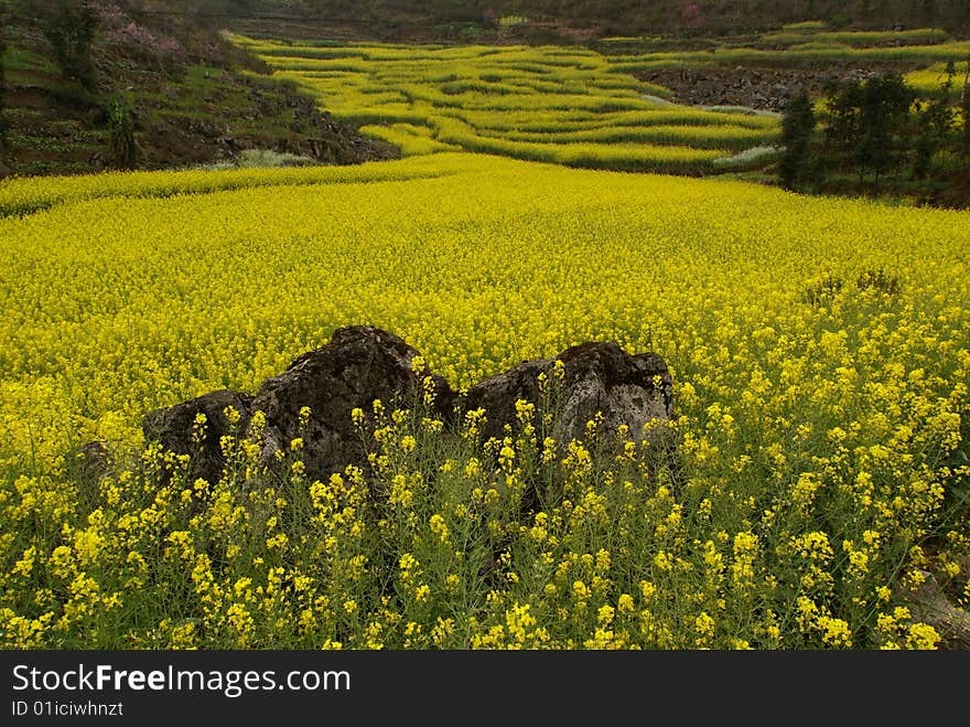 Rock in a Yellow Flower Field