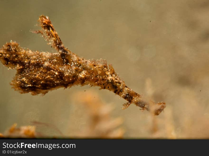 Fozzy Ghost Pipefish