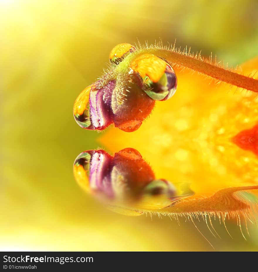 Little flower and morning dew