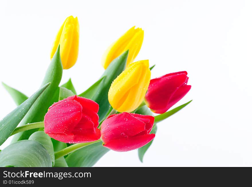 Bunch of tulips