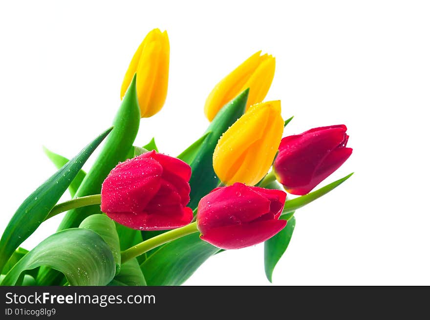 Bunch of tulips