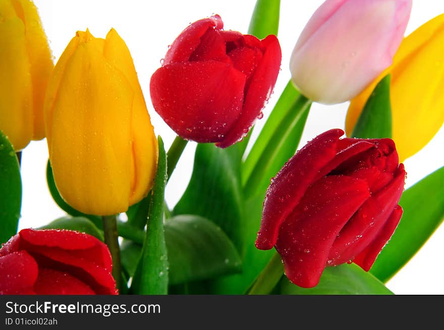 Bunch of tulips