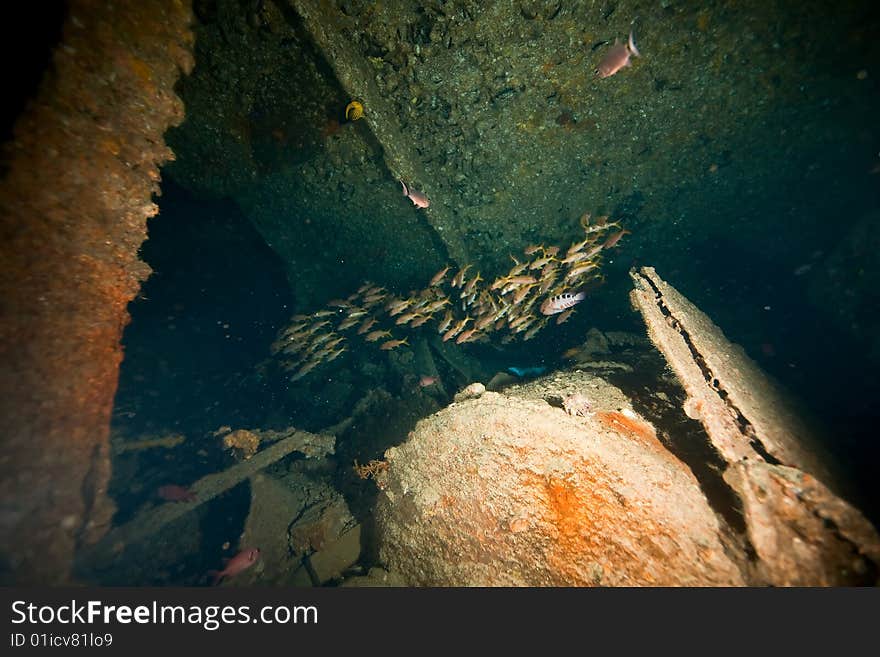 Wreck Dunraven 1876 taken in the red sea.