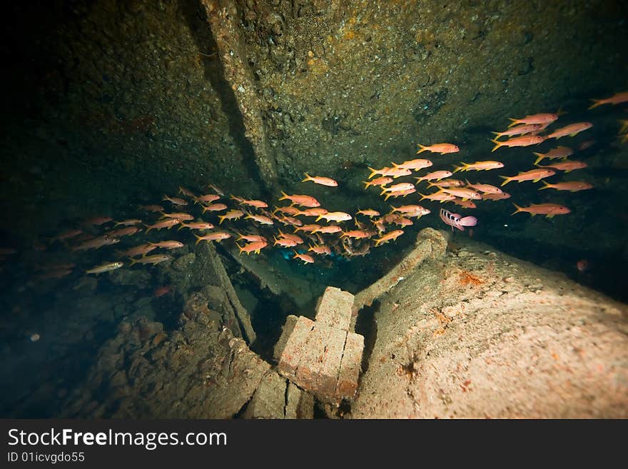 Wreck Dunraven 1876 taken in the red sea.