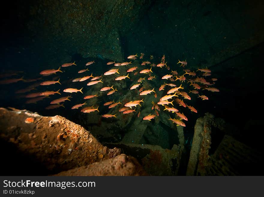 Wreck Dunraven 1876 taken in the red sea.