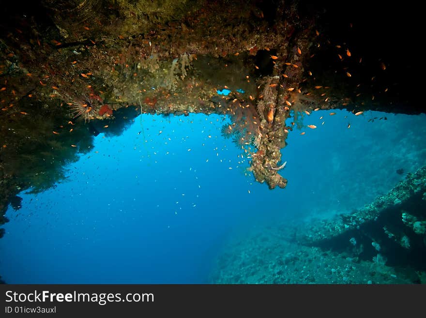 Wreck Dunraven 1876 taken in the red sea.