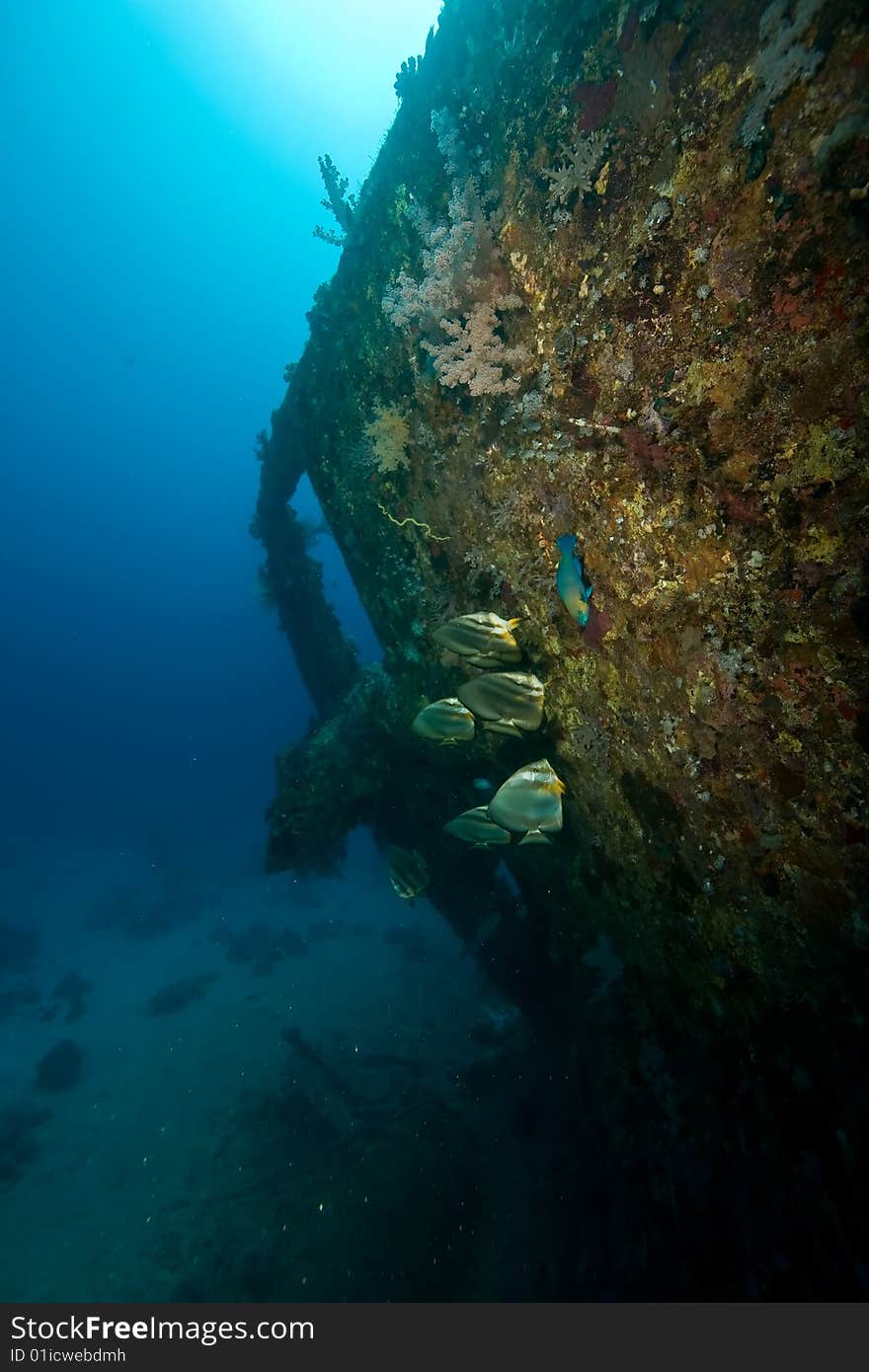 Wreck Dunraven 1876 taken in the red sea.