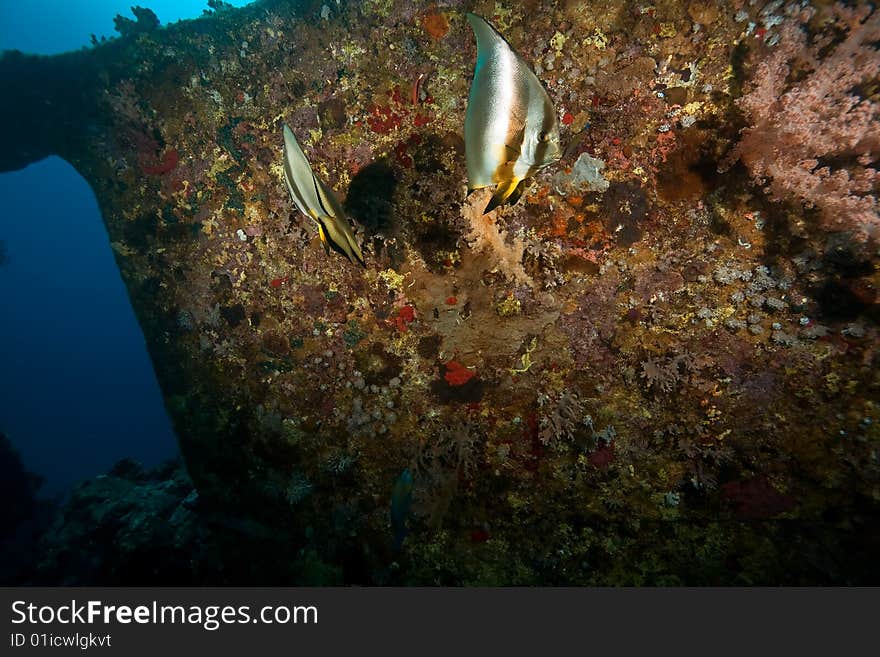 Wreck Dunraven 1876 taken in the red sea.