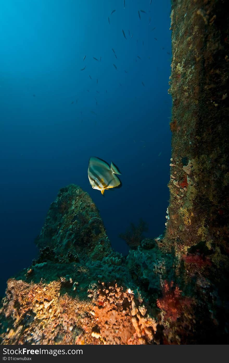 Wreck Dunraven 1876 taken in the red sea.