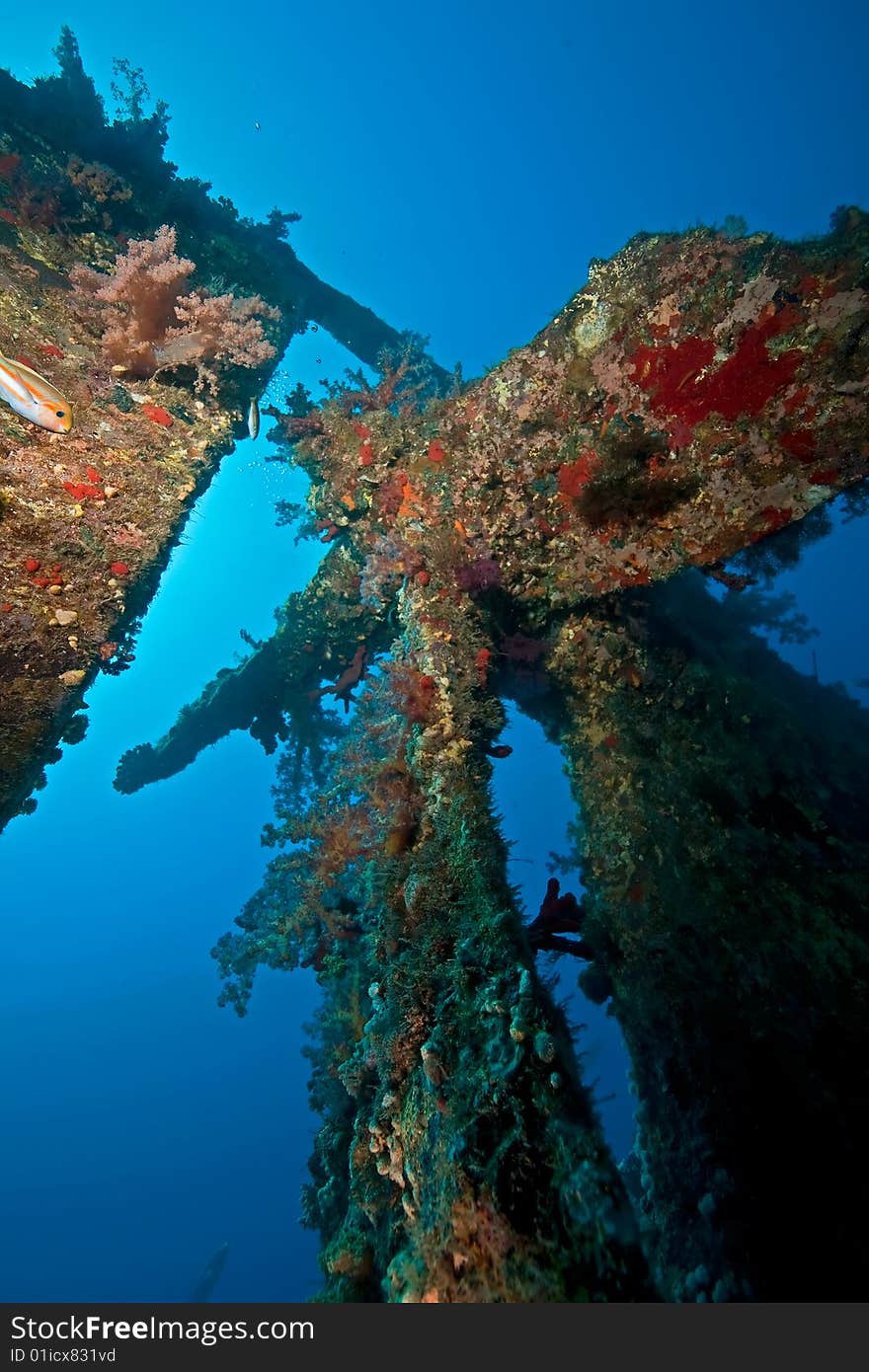 Wreck Dunraven 1876 taken in the red sea. Wreck Dunraven 1876 taken in the red sea.