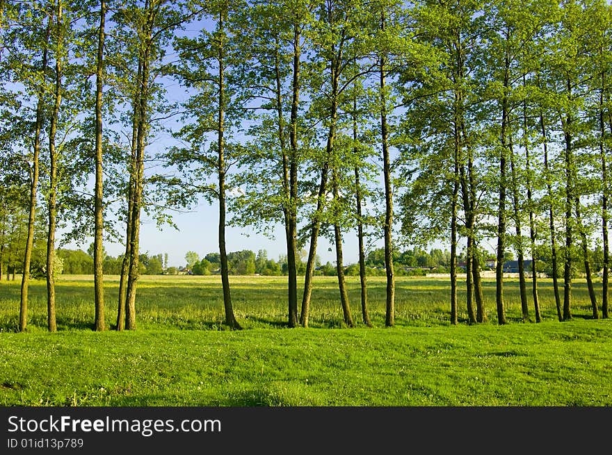 Blue sky and green grass in the poland. Blue sky and green grass in the poland