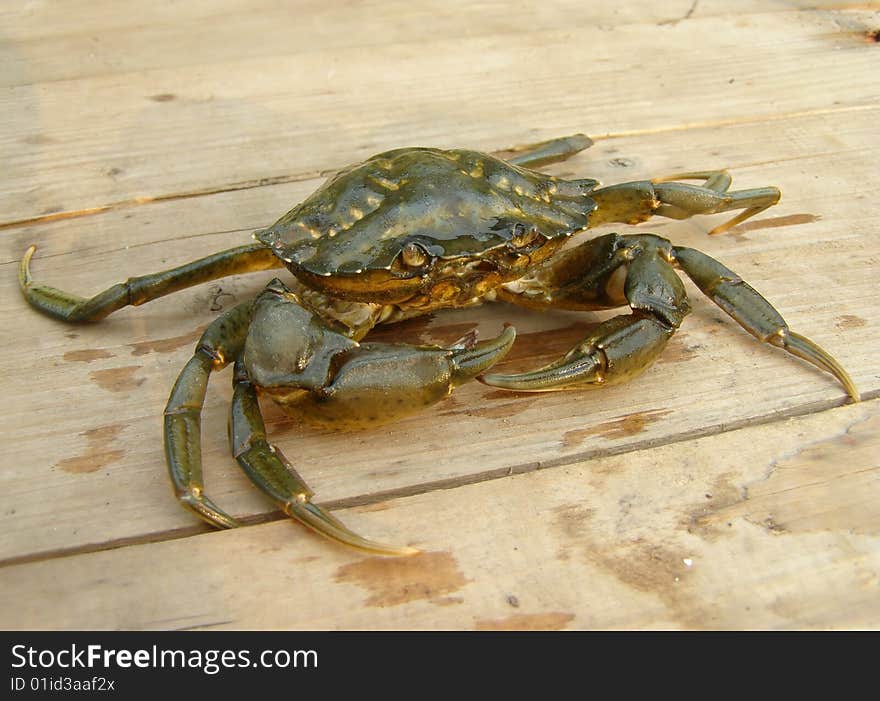 Sad Crab