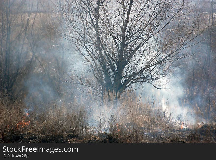 Fire in the bush. Near Kiev,Ukraine. Fire in the bush. Near Kiev,Ukraine