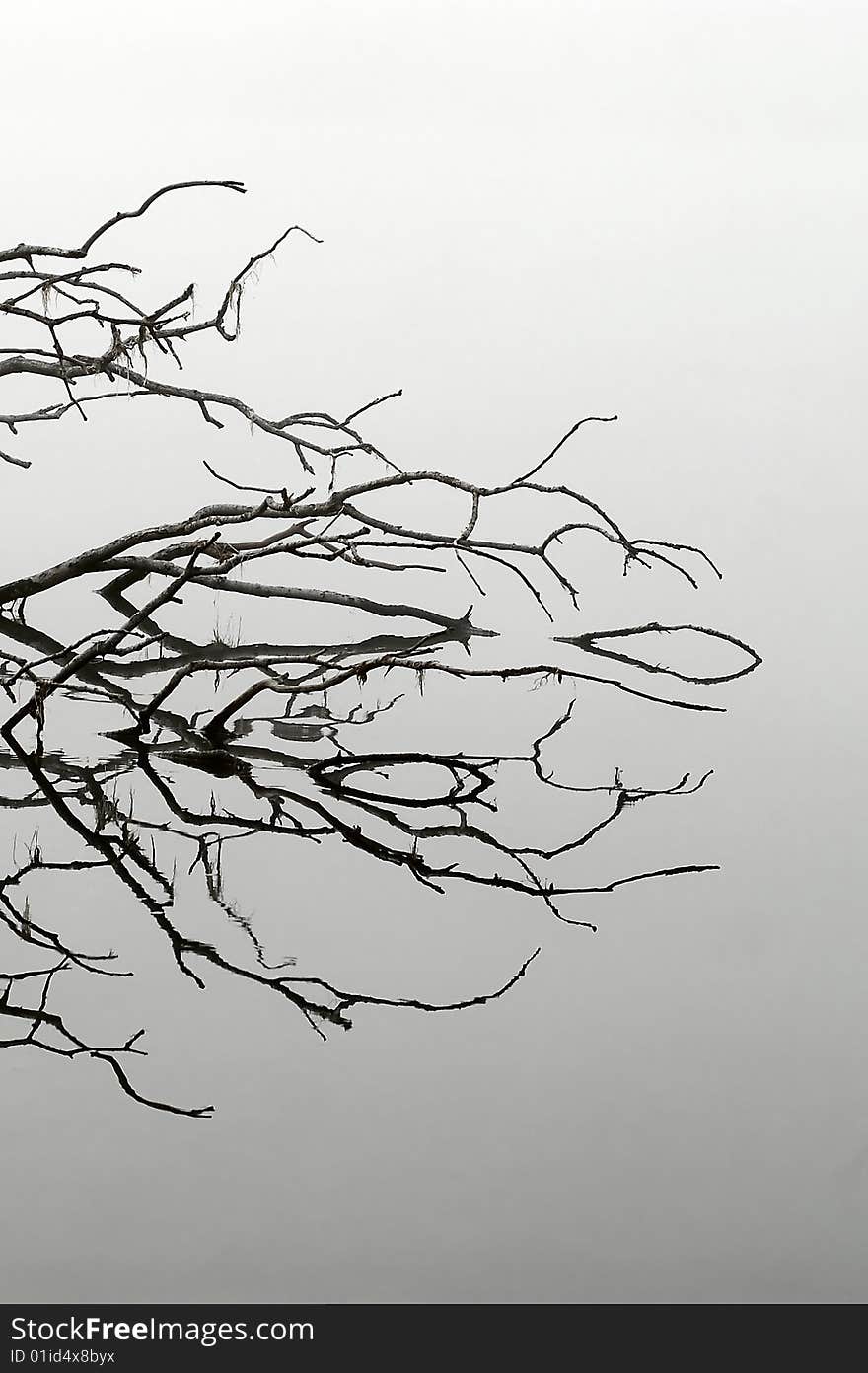 Branches