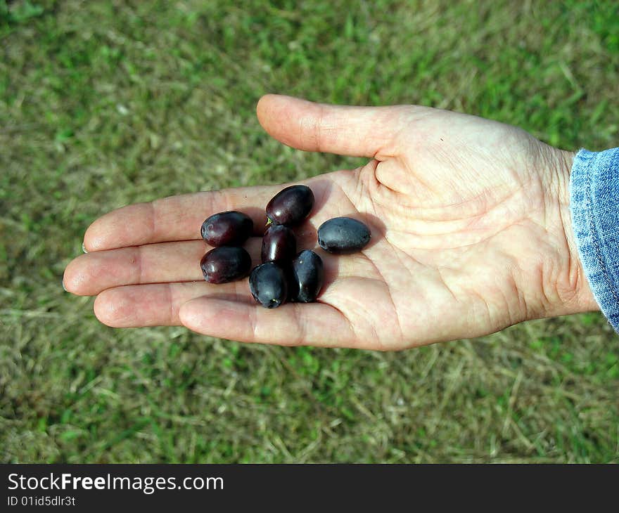 Olives in a woman hand