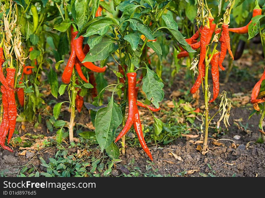 Chili pepper