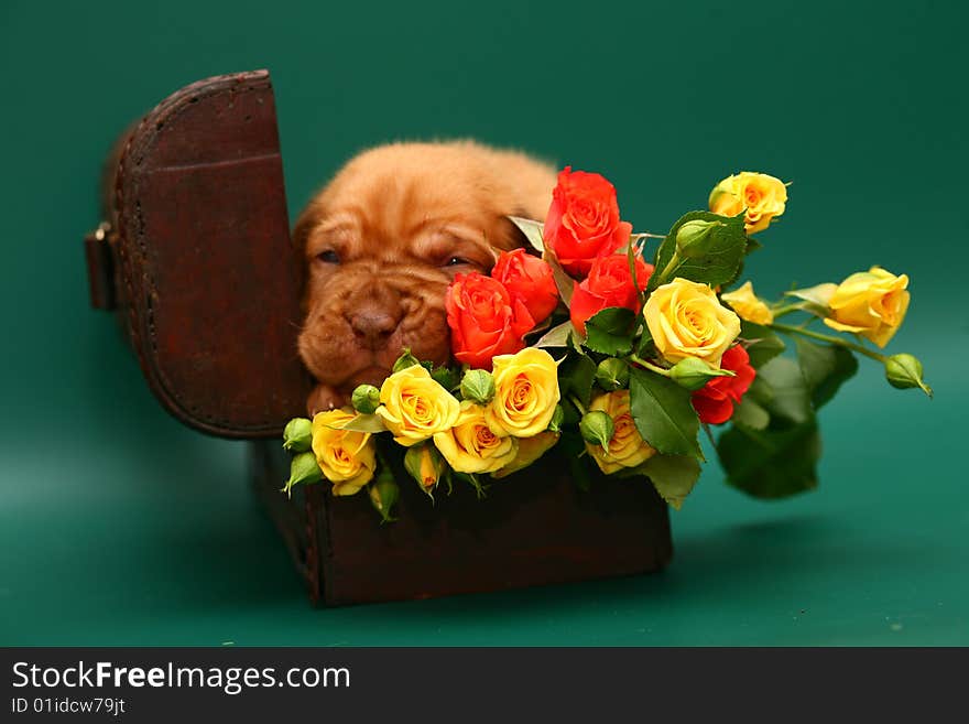 Puppy With A Flowers Is In A Trunk.