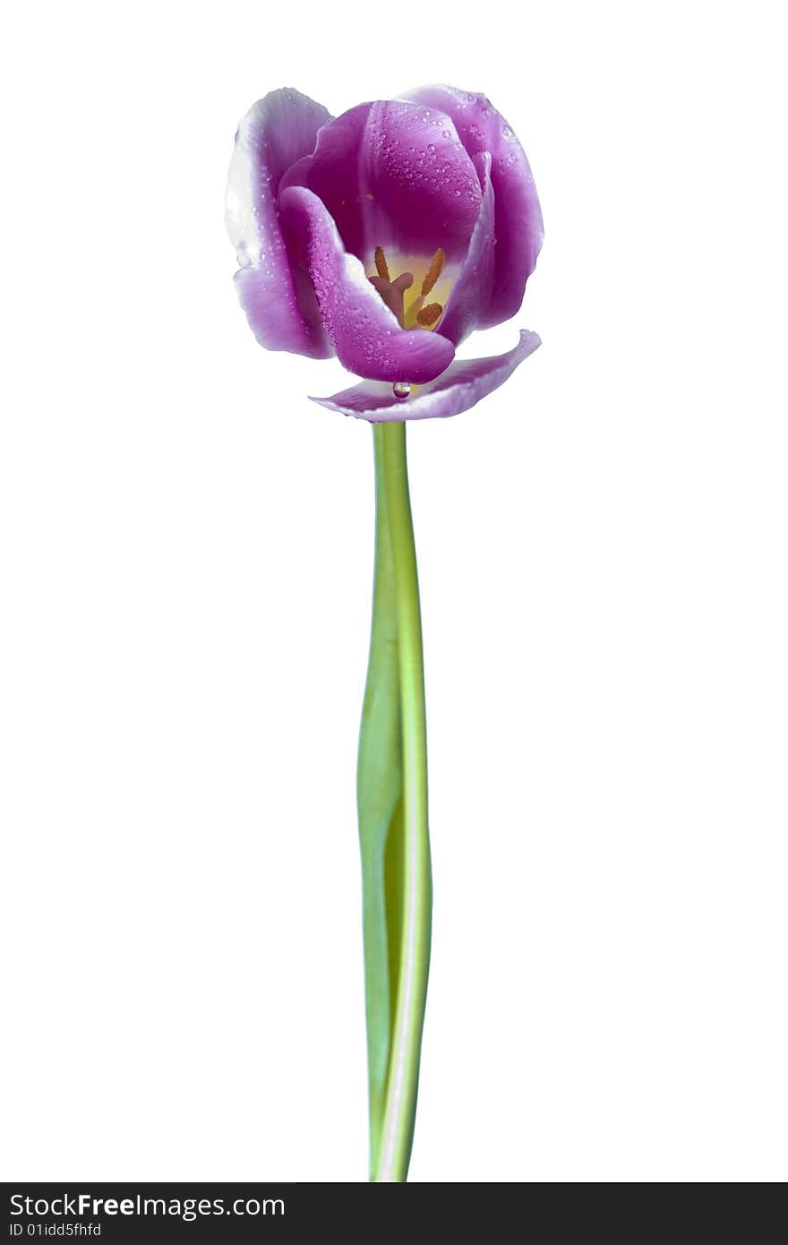 Spring gentle fresh damp violet bud of tulip isolated on white. Spring gentle fresh damp violet bud of tulip isolated on white