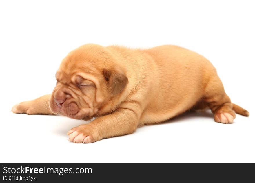 Puppy of Dogue de Bordeaux jn a white background. Puppy of Dogue de Bordeaux jn a white background.