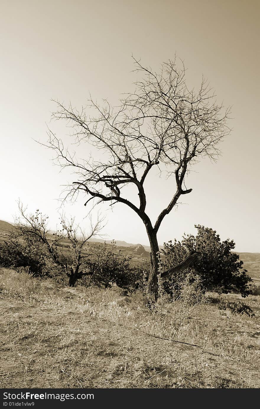 Lonely tree. Landscapes of Cappadocia, Turkey. Monochrome sepia toned version