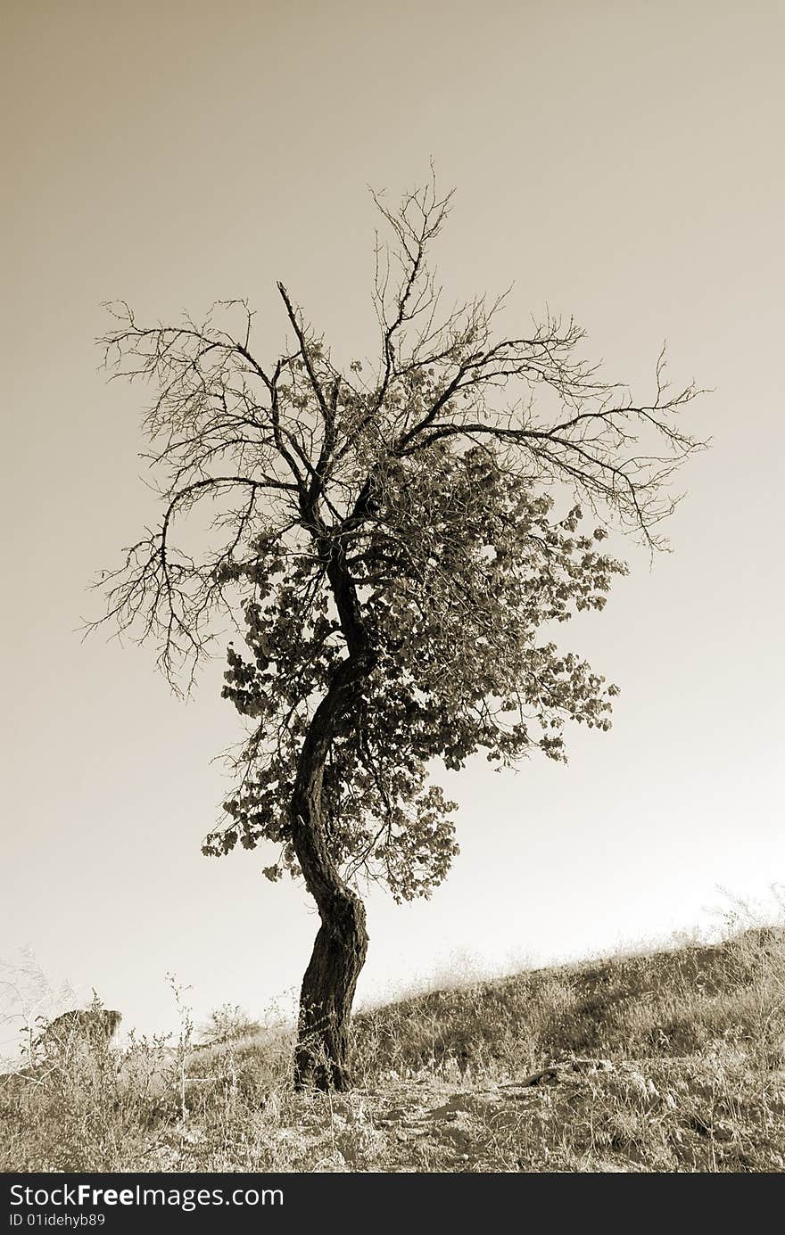 Lonely tree. Landscapes of Cappadocia, Turkey. Monochrome sepia toned version