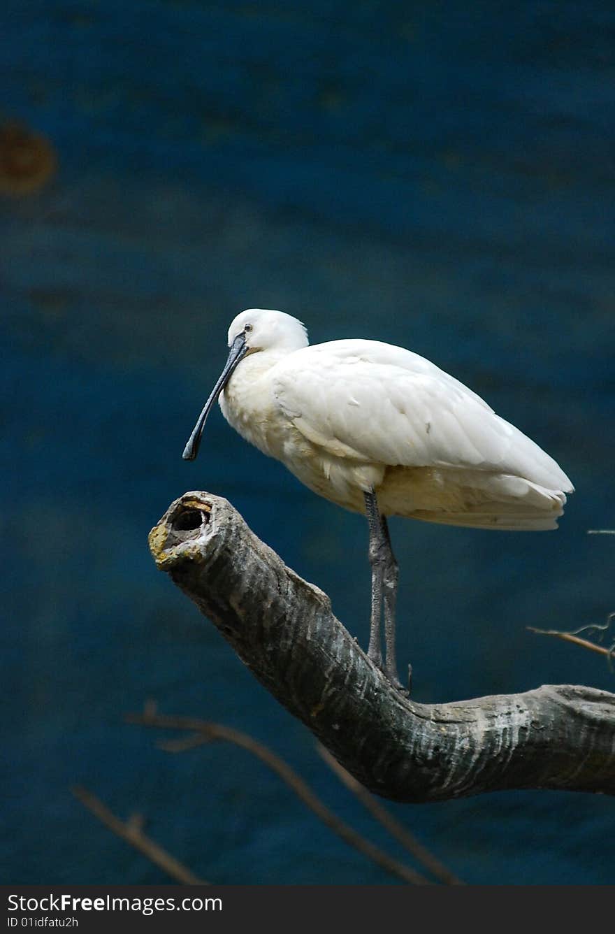 White Bird On The Tree