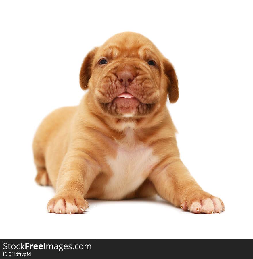 Pup of breed Mastiff from Bordeaux on a white background. Pup of breed Mastiff from Bordeaux on a white background.