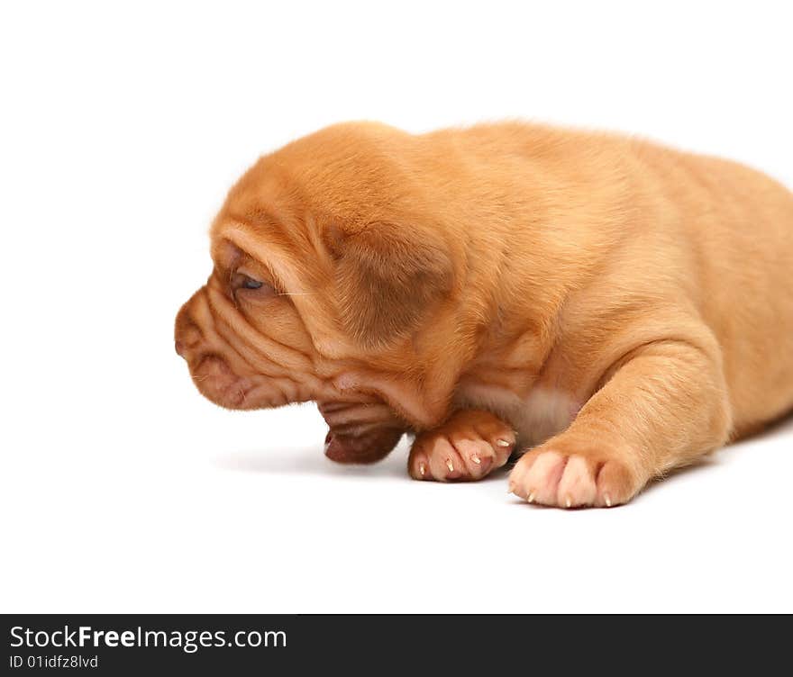 A pup of breed Mastiff from Bordeaux on a white background. A pup of breed Mastiff from Bordeaux on a white background.