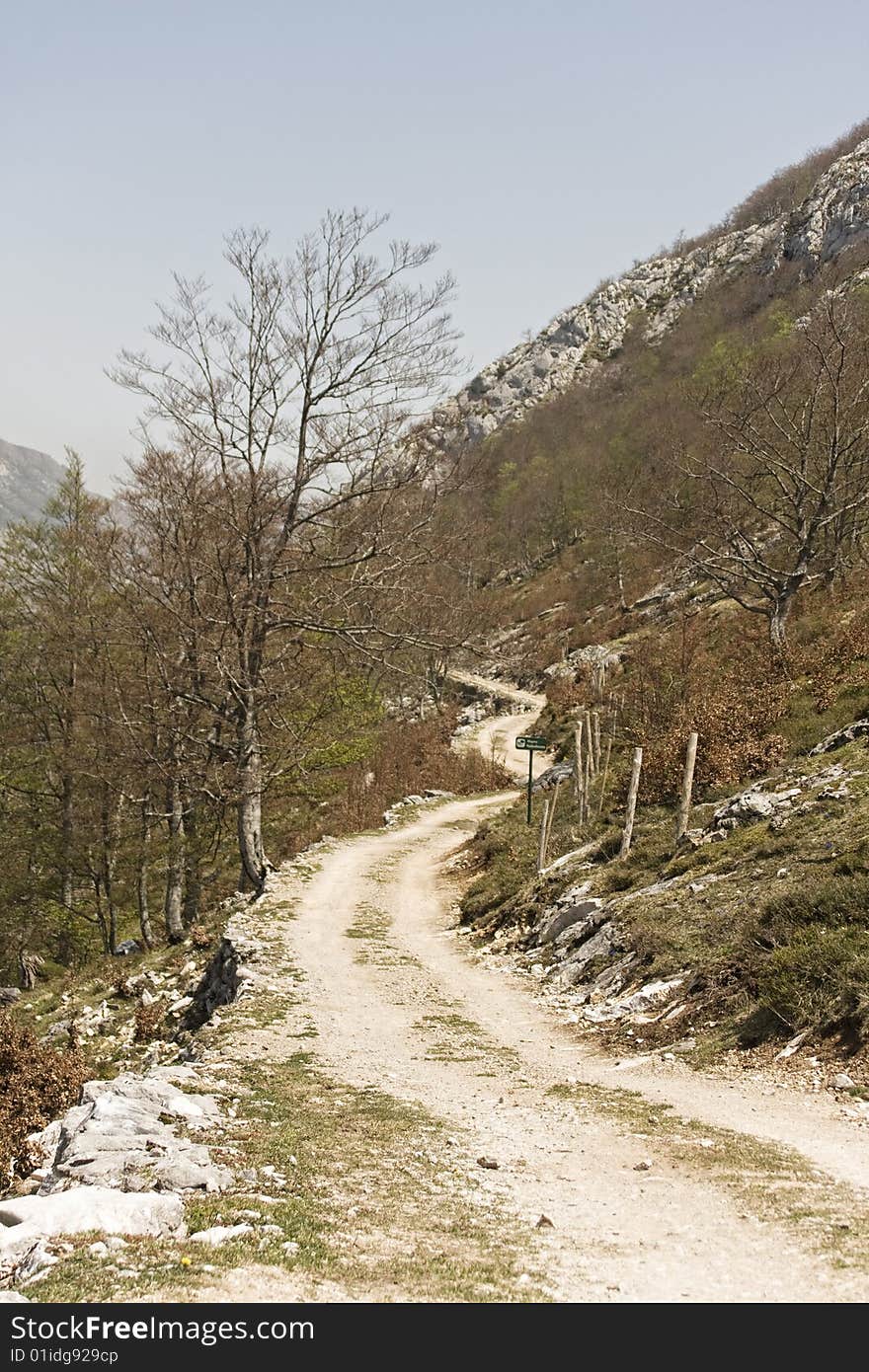 Road vanishing to the horizon at a forest