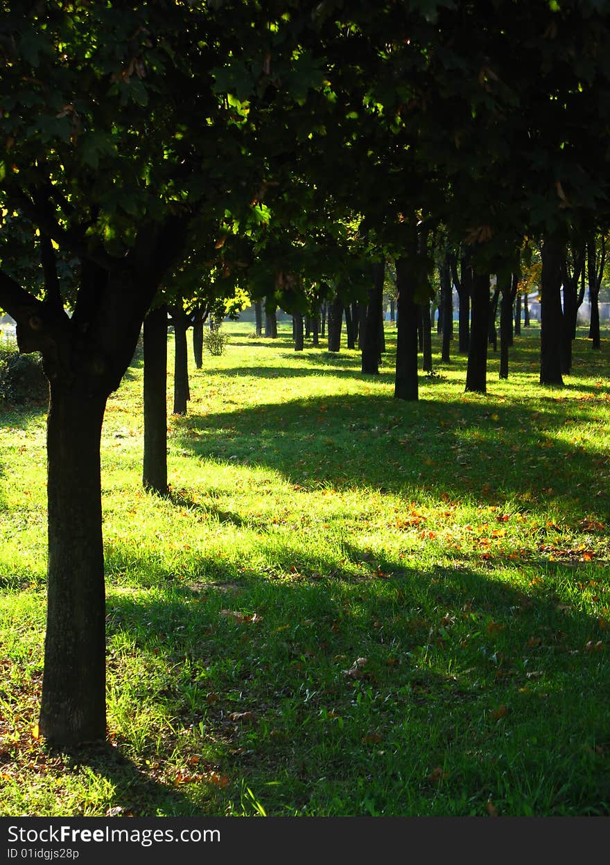 Early autumn in park, trees and shadows, green grass, midday