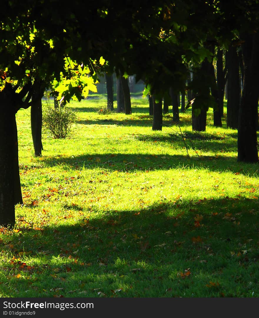 Early autumn in park, trees and shadows,  green grass, midday