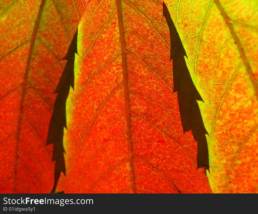 Red autumn foliage covered by  sun on  green background