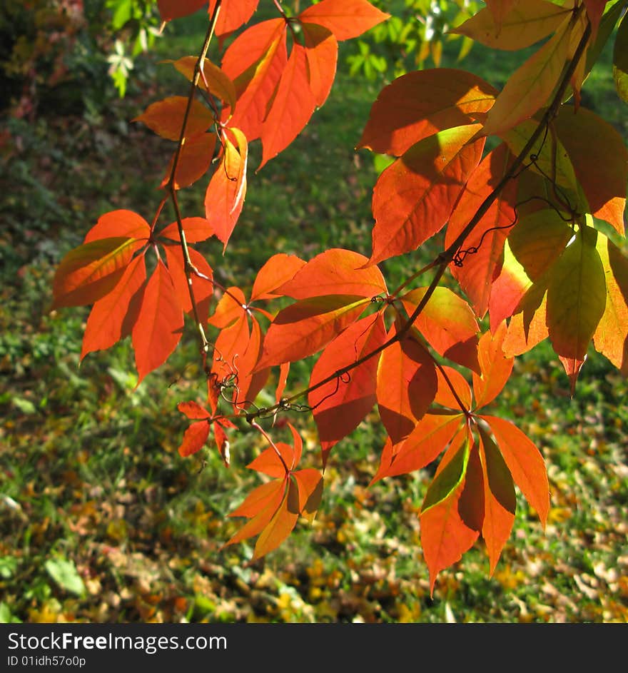 Red autumn foliage covered by  sun on  green background