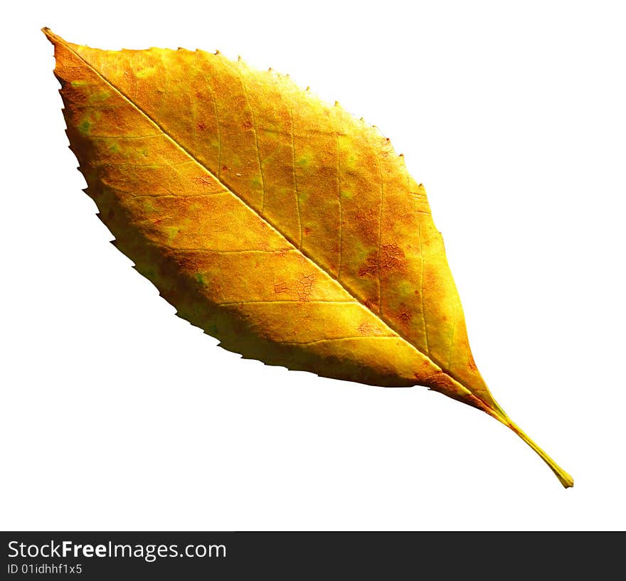 Unique autumn sheet of yellow color isolated on  white background. Unique autumn sheet of yellow color isolated on  white background